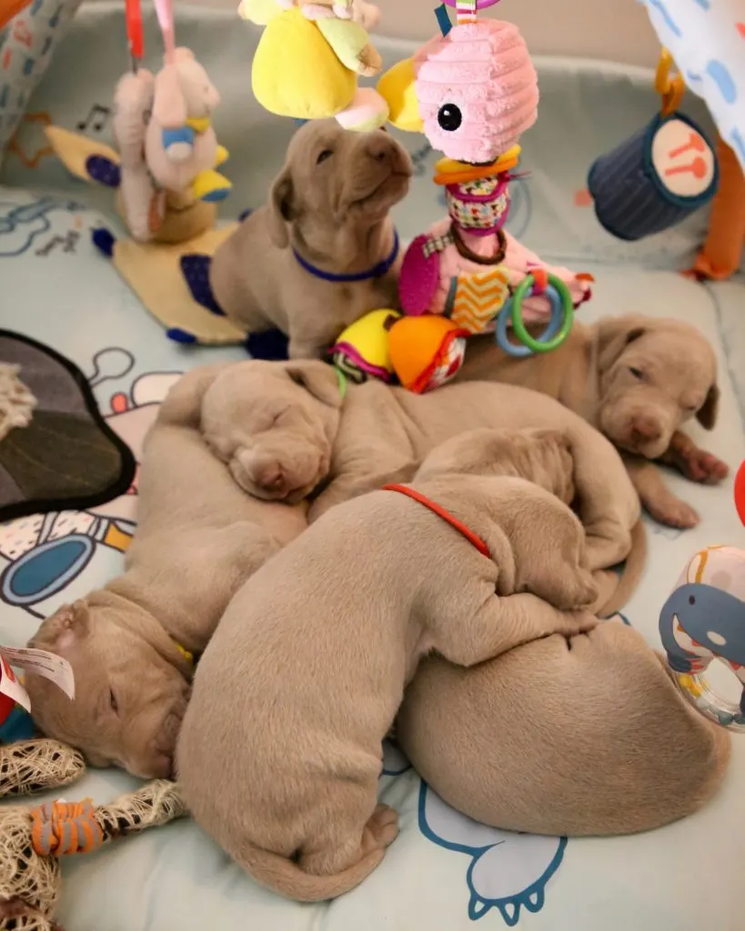 How to pick a puppy from a litter