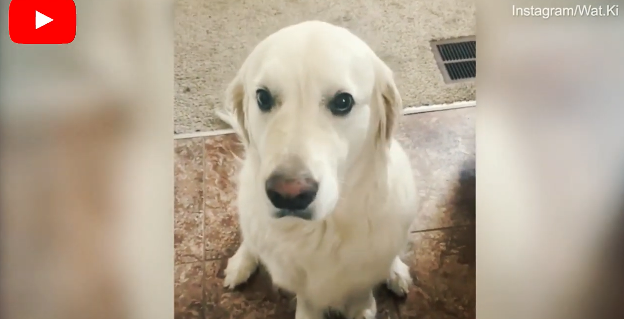 Watch This Goldie Apologize To His Brother For Stealing A Treat By Giving Him A HUGE Hug