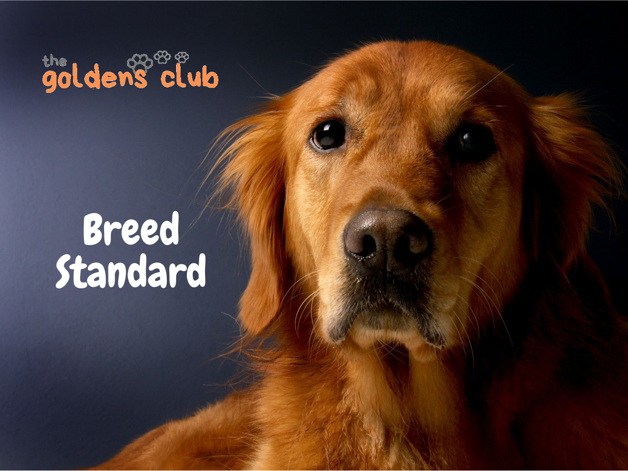 Golden Retriever breed standard