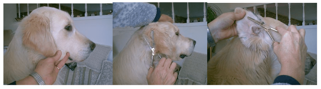 Golden Retriever Hair Care - Caring for that coat