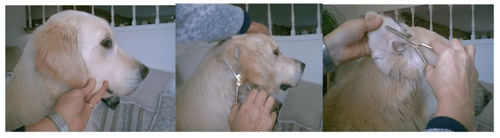 Golden Retriever Hair Care - Caring for that coat