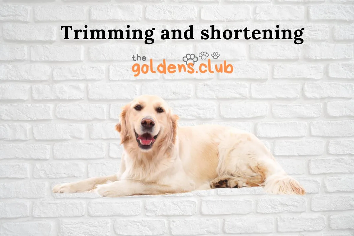 Trimming and shortening coat of a golden retriever