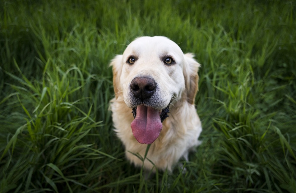 Golden Retriever: Everything you need to know about the most favorite breed in the world