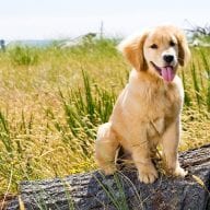 Heat cycles of a Golden Retriever - Golden Retriever Club