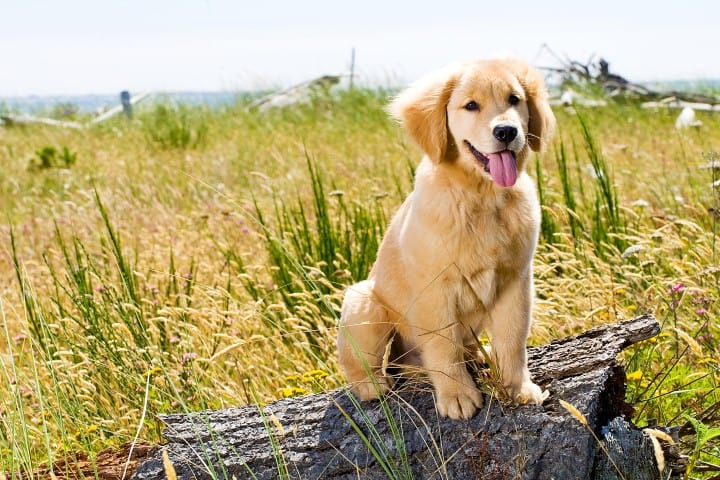 Golden Retriever: Features and Traits of a Favorite Family Dog