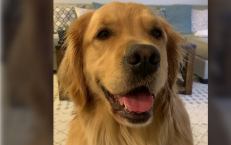 Born To Be A Star: Owner Trained Golden Retriever To Be A First Class Actor