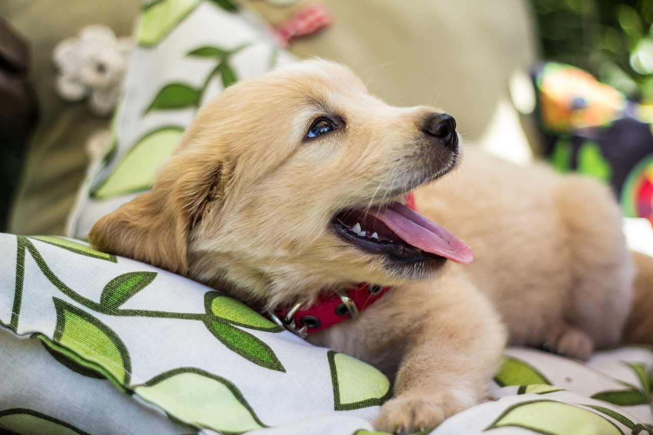 A happy smilling golden retriever puppy