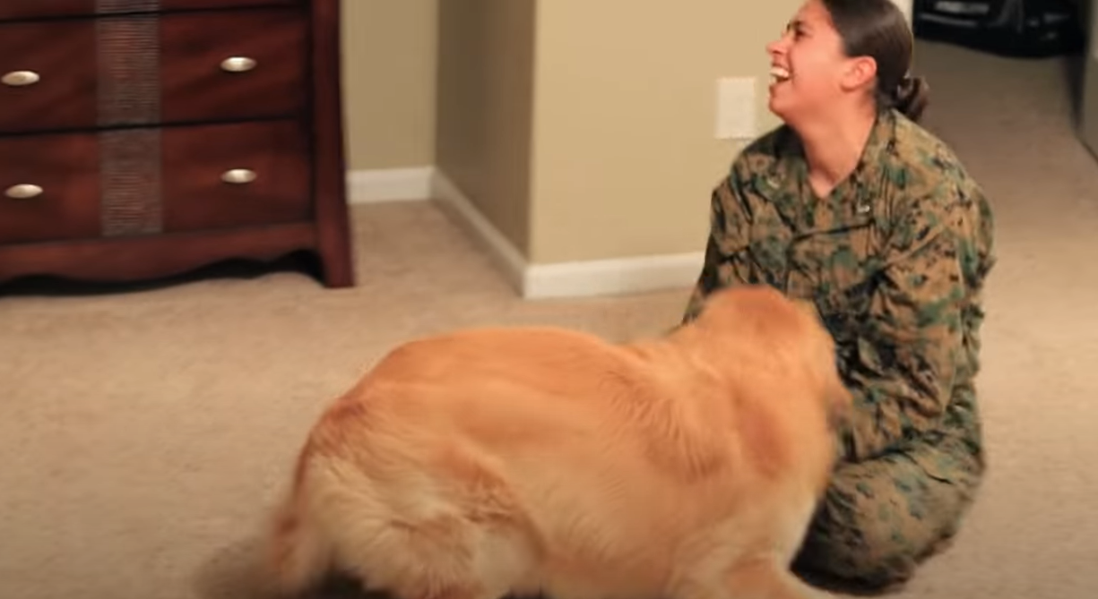 Heartwarming Reunion Of A Golden Retriever And His Military Mom