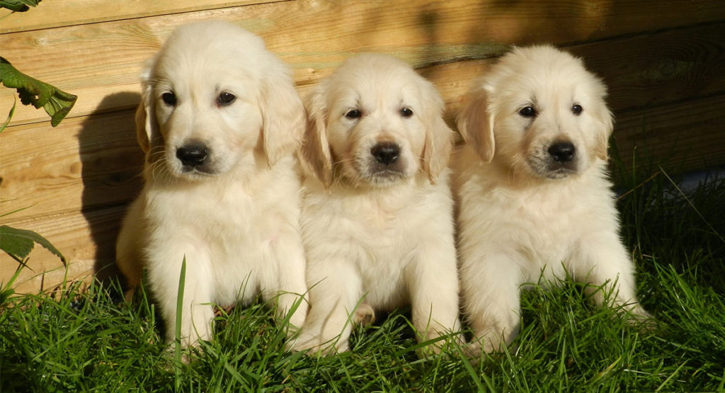 GOLDEN RETRIEVER: The most beloved breed in the world, and here’s why