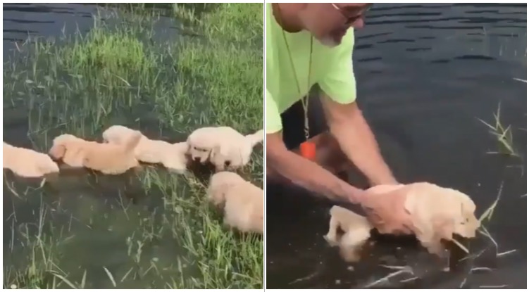 These Five Golden Retriever Puppies Learning To Swim Will Melt Your Heart