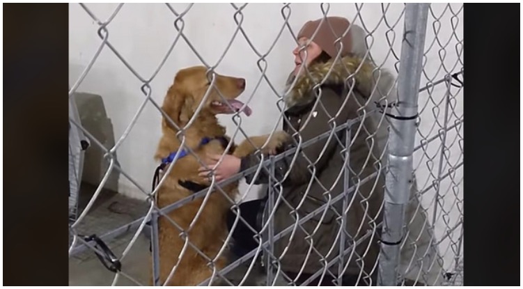 Golden Retriever Missing For ONE YEAR Finally Reunites With Owner