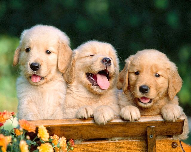 Three Golden retriever puppies