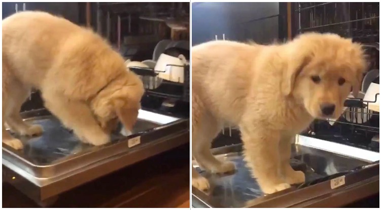 Golden Retriever Puppy Discovered The Dishwasher For The First Time