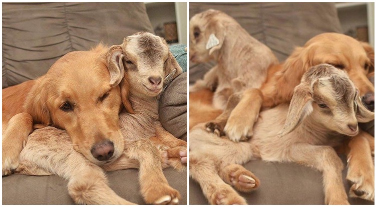Golden Retriever Thinks She’s The Mother Of Two Baby Goats