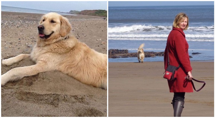 Golden Retriever Who Loves The Sea But Is Too Ill To Walk Was Given A Lift By Kind Cab Driver