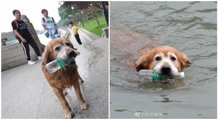 Golden Retriever Has Been Clearing Trash From A River For 10 Years