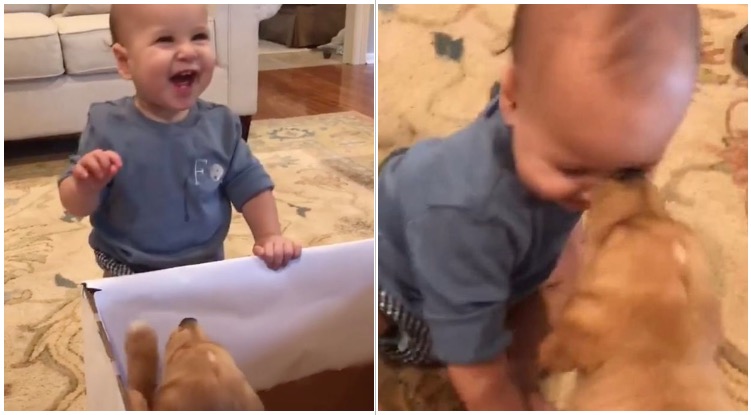 Baby Got Golden Retriever Puppy For Birthday – They Became Besties Instantly