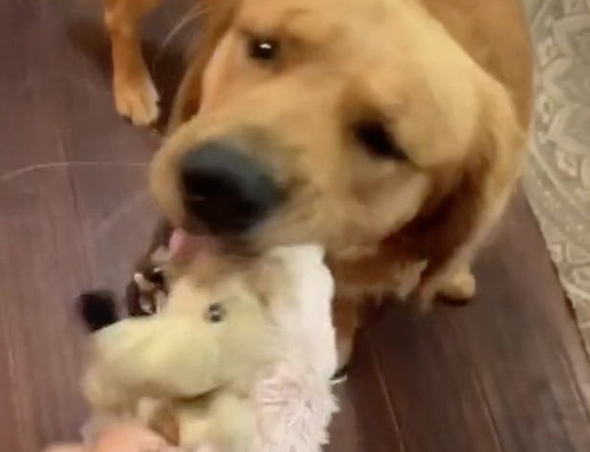 Golden retriever Tucker gets really sad when his favorite toy is washed