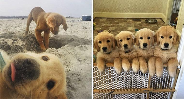 12 proofs that Golden retriever puppies are the right choice for everyone who loves sweets!