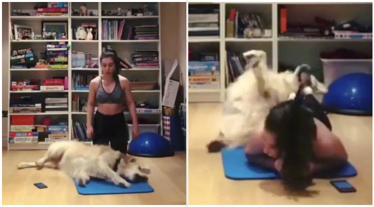 Golden Retriever Joins Owner In Workout But Doesn’t Get The Point