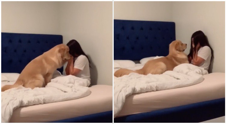 This Golden Retriever Comforting His Owner While Crying Will Completely Melt Your Heart