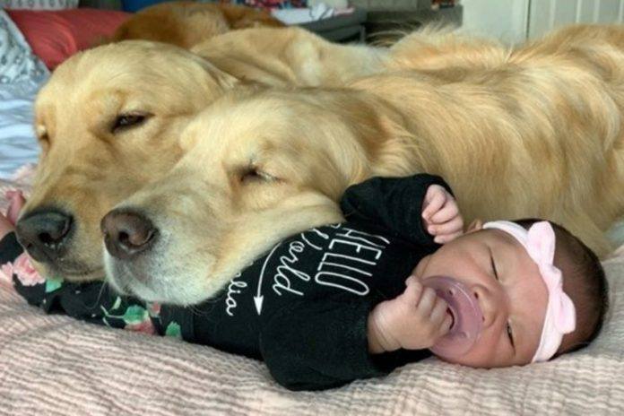 These Golden Retrievers Take The Best Care Of The Baby