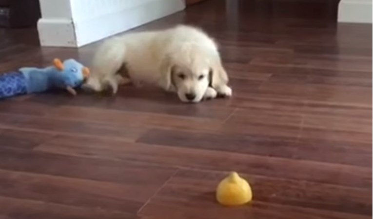 The Puppy’s Reaction To The Lemon Will Make Your Day Better