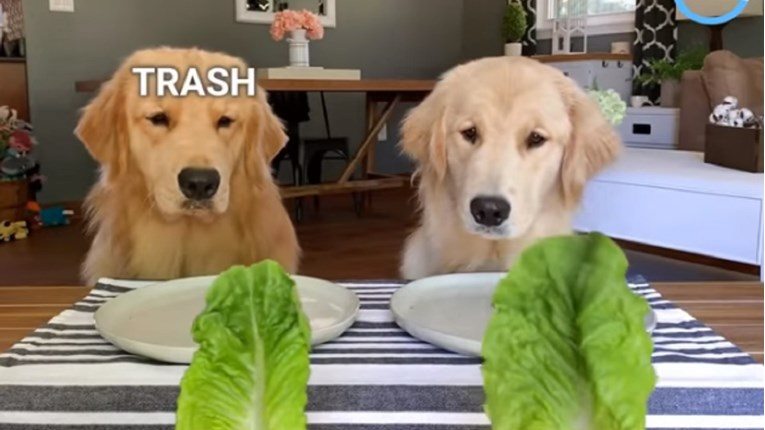 The Reaction Of These Two Dogs To Fruits And Vegetables Is Amazing