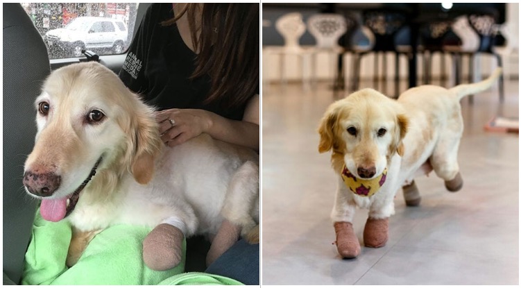 How A Golden Retriever Puppy Who Lost All Four Paws In Korean Meat Marked Got Adopted