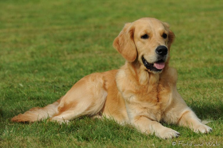 Stunning Shades: Why Golden Retrievers Come In So Many Different Colors