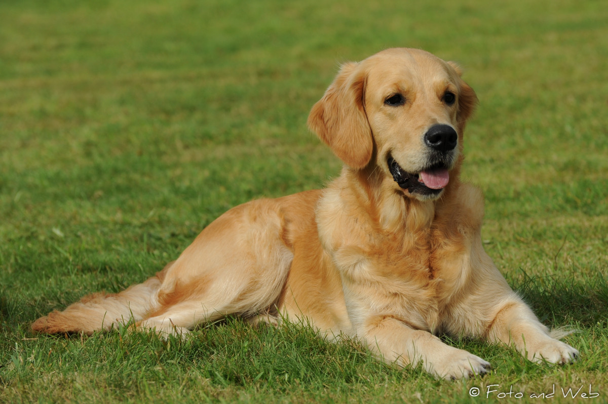 Stunning Shades Why Golden Retrievers Come In So Many Different Colors Golden Retriever Club