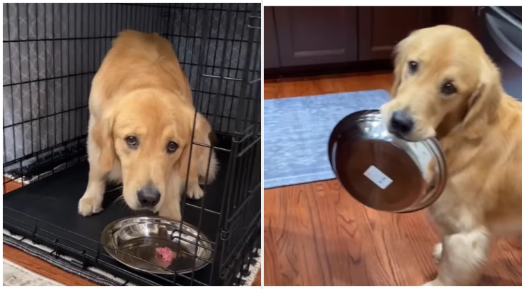 Woman Tried To Put Her Golden Retrievers On A Diet – Their Reaction Was Hilarious