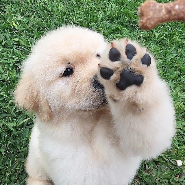 Holden retriever puppy showing paw