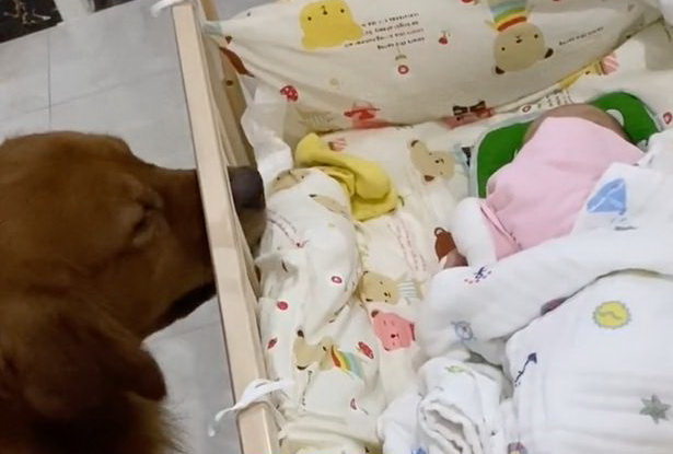 Golden Retriever Refuses To Leave Baby Alone