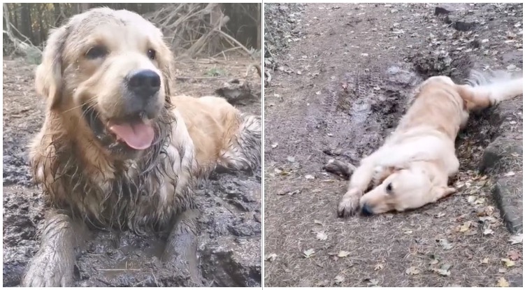 This Golden Retriever REALLY Loves Mud – And There Is Nothing His Owner Can Do About It