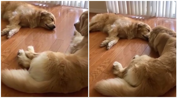 Golden Retriever Was Having A Bad Dream So Her Brother Comforts Her With A Kiss