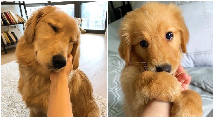 Top 3 Ways To Bond With Your New Golden Retriever