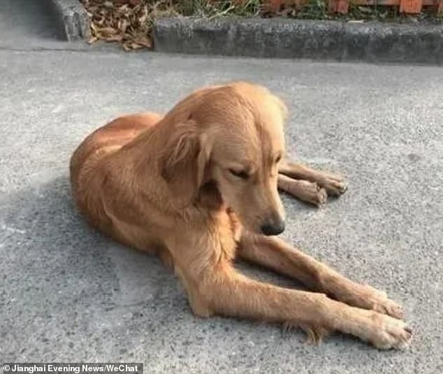 (VIDEO)  Golden retriever went through incredible journey to find her family