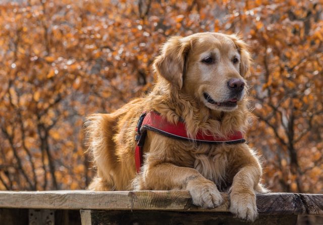 How To Care For Your Senior Golden Retrievers - Golden Retriever Club