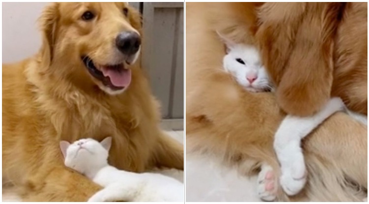 Best Friends: Adorable Footage Shows Golden Retriever Hugging And Grooming Kitten