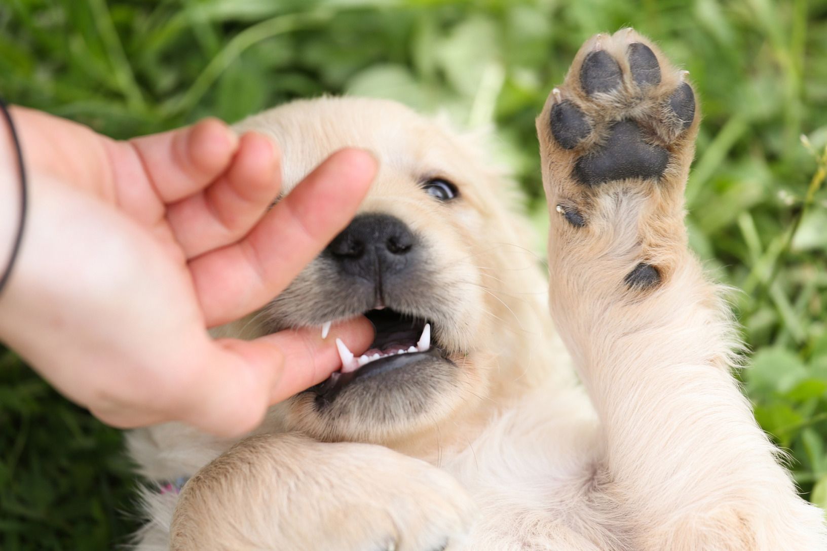 How To Train Your Golden Retriever To Finally Stop Biting
