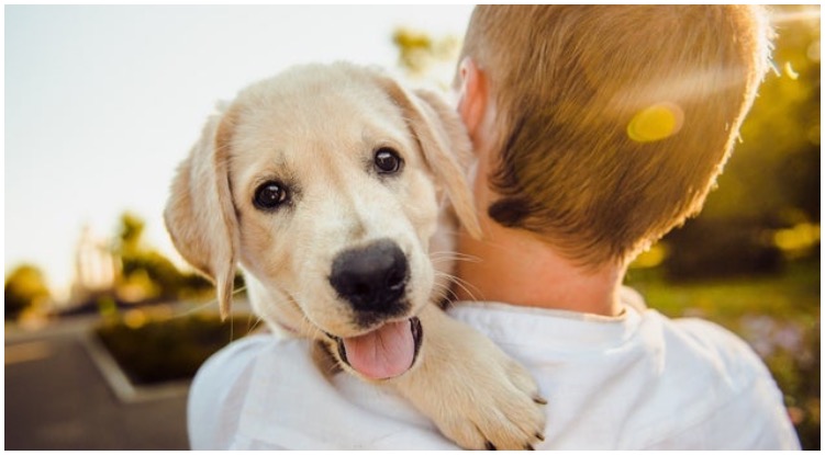 Top 5 Ways Your Golden Retriever Is Communicating With You
