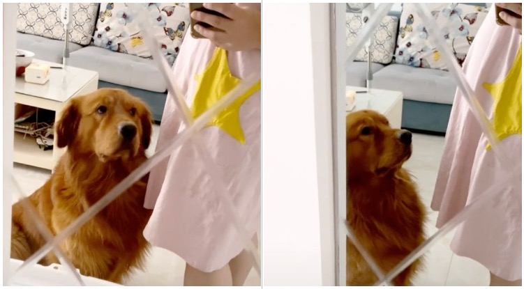 Protective Golden Retriever Refuses To Let Pregnant Owner Out Of His Sight
