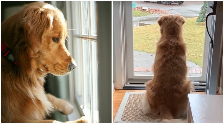 5 Signs Your Golden Retriever Misses You While You’re Gone