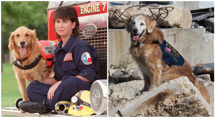 Never Forget Bretagne: Golden Retriever Who Helped In The Search For 9/11 Victims