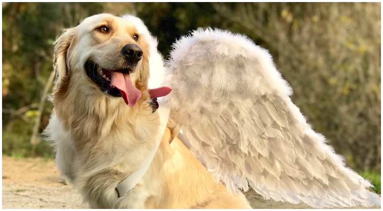 Yes, It’s True! Golden Retrievers Indeed Are Angels. Here Are Pictures To Prove It