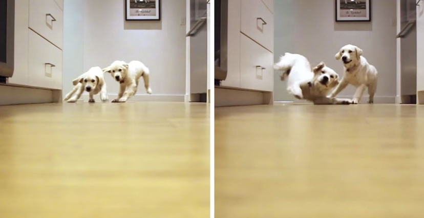 Why Do Dogs Randomly Start Sprinting Around The House