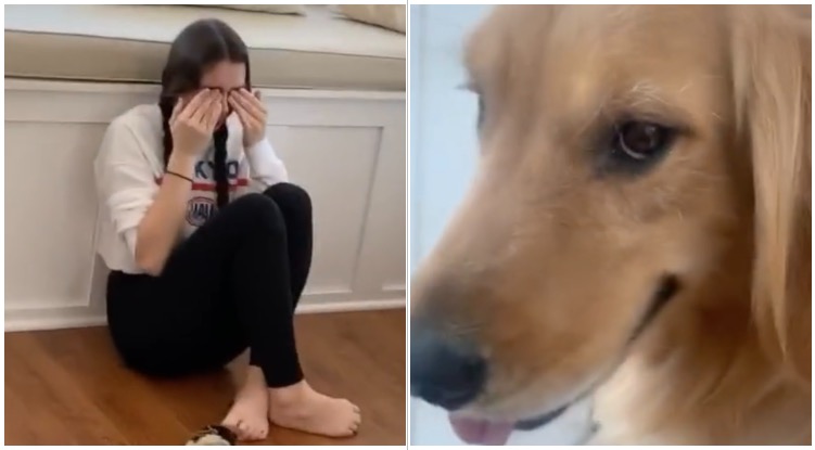 Girl Cries Thinking She Hurt Golden Retriever, Dog Enjoys The Extra Attention