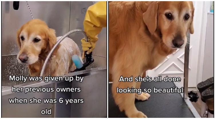 Molly The Golden Retriever Who Was Abandoned By Her Owners Finally Got The Makeover She Deserves