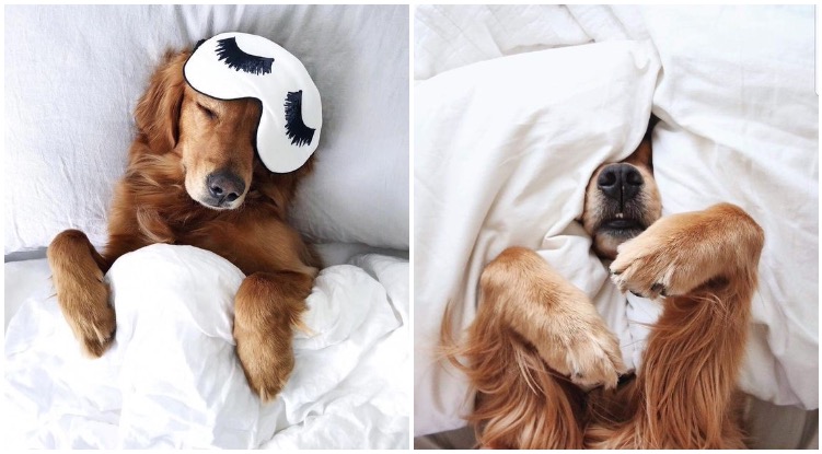 Three Ways To Get Your Dog To Sleep In During The Weekend
